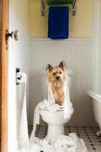 Dog sitting on toilet covered in toilet paper